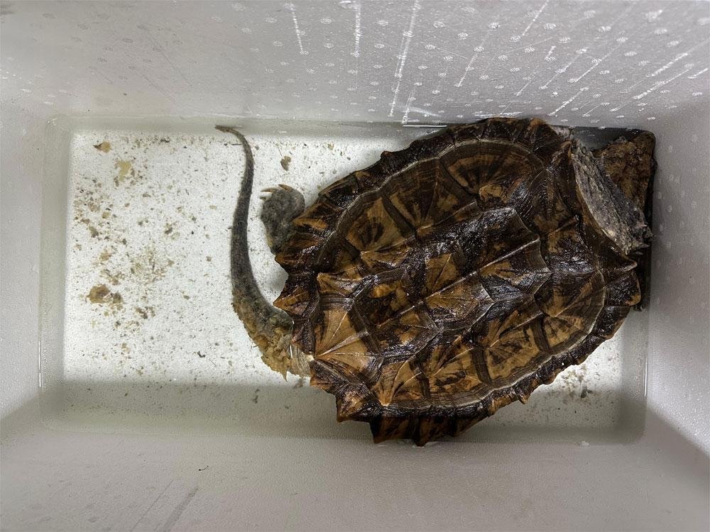 சட்டவிரோதமாக இறக்குமதி செய்யப்பட்ட ஆமைகளுடன் சந்தேக நபர் கைது