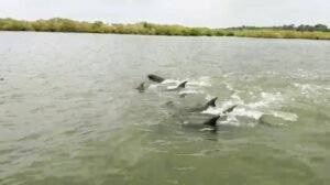 கடற்கரை பகுதியை நோக்கி படையெடுத்த டொல்பின் கூட்டம்