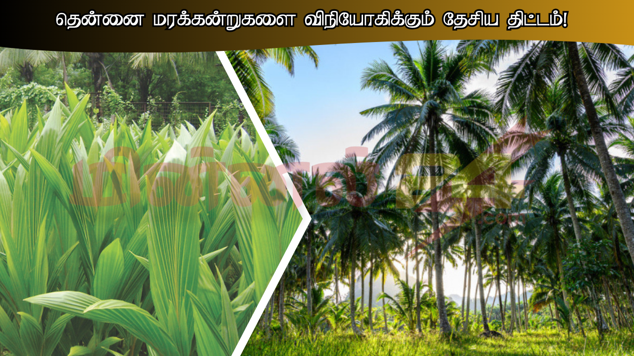 தென்னை மரக்கன்றுகளை விநியோகிக்கும் தேசிய திட்டம்