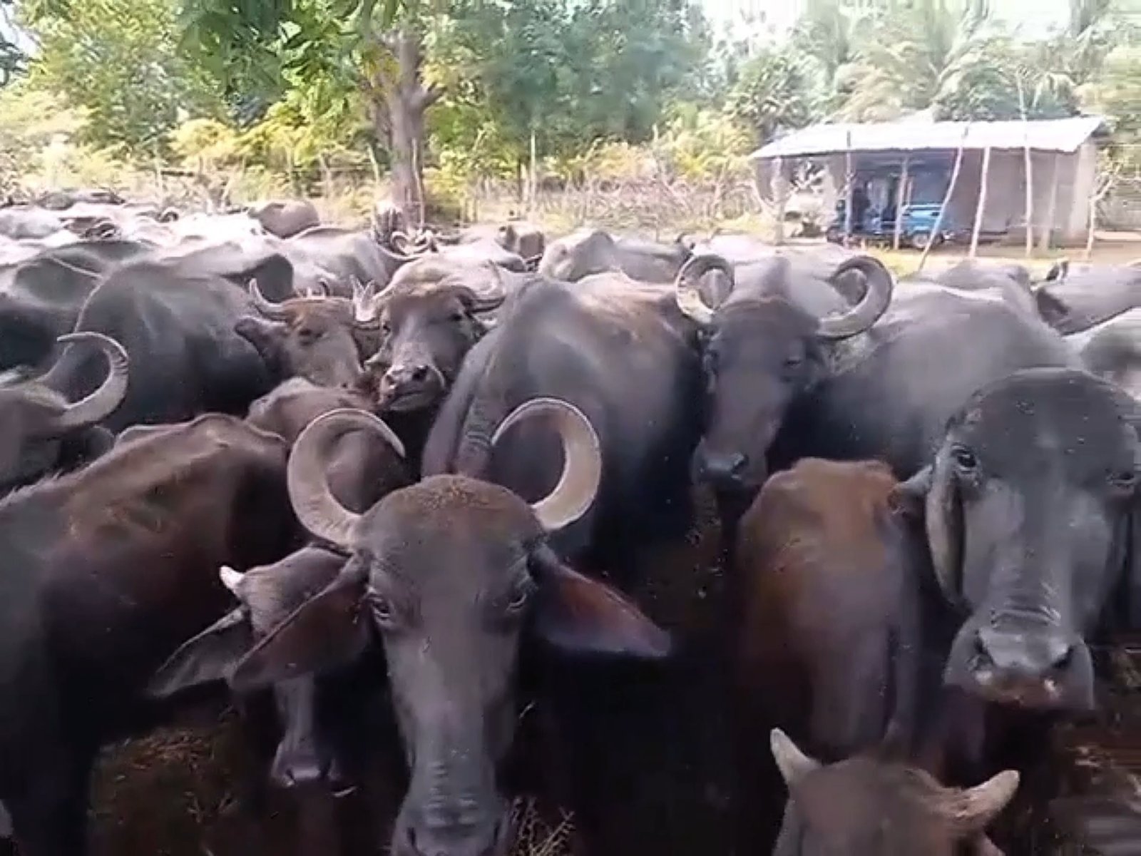 வேளாண்மைகளை துவம்சம் செய்த 65 மாடுகள் பிடிக்கப்பட்டது!