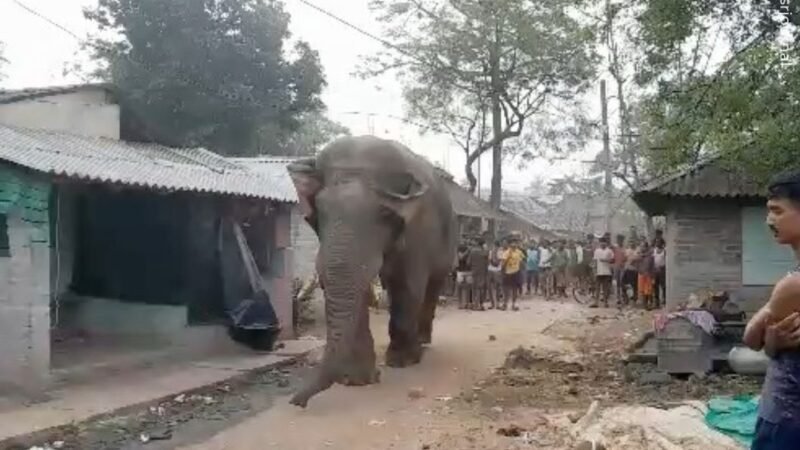 மேற்கு வங்க மாநிலத்தில் வாக்களிக்க வந்த யானையால் பரபரப்பு!