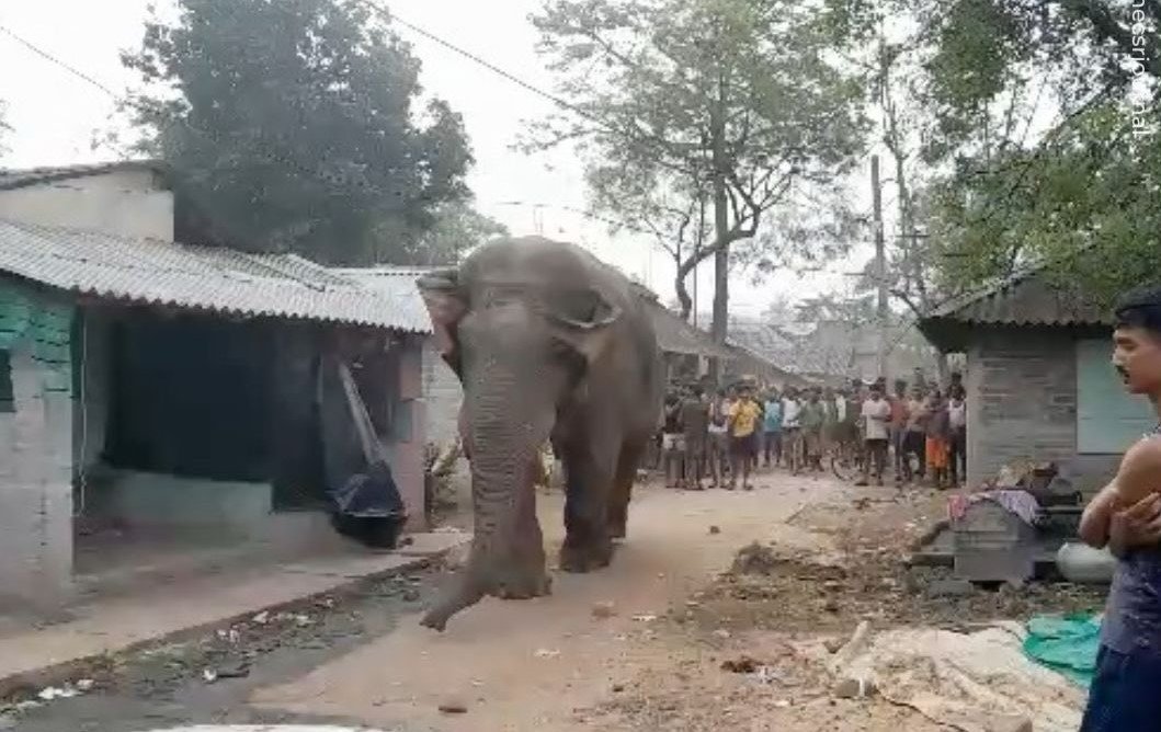 மேற்கு வங்க மாநிலத்தில் வாக்களிக்க வந்த யானையால் பரபரப்பு!