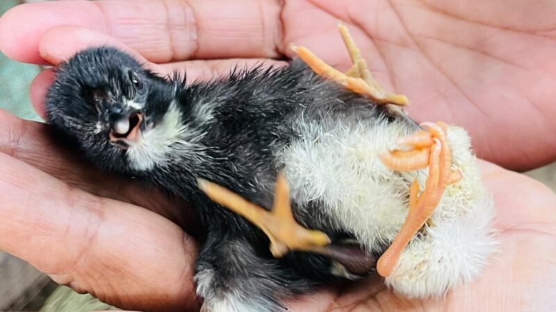 மட்டக்களப்பு-ஓட்டமாவடியில் 4 கால்களுடன் பிறந்த அழகிய கோழிக் குஞ்சு!
