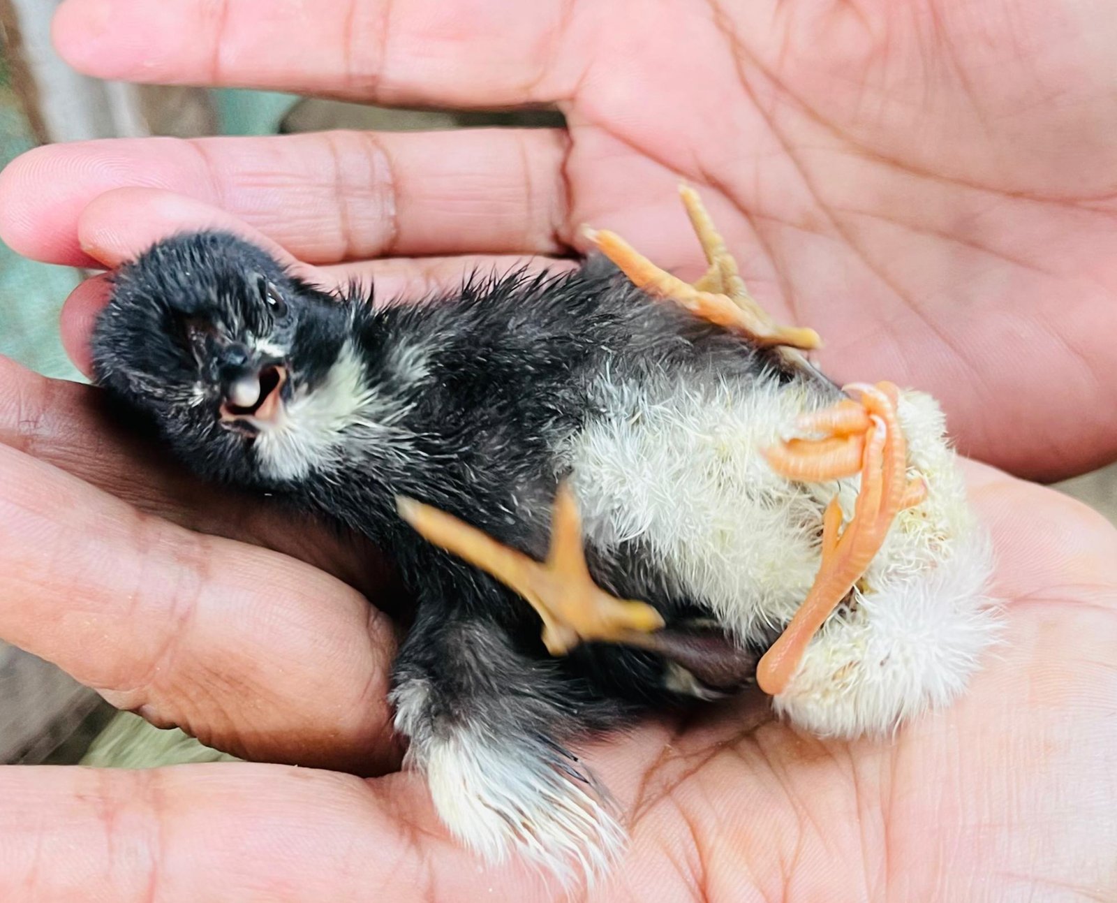 மட்டக்களப்பு-ஓட்டமாவடியில் 4 கால்களுடன் பிறந்த அழகிய கோழிக் குஞ்சு!
