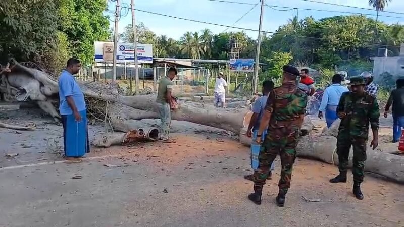 திருகோணமலை-பாலத்தோப்பூர் சந்தியில் தீப்பற்றி எரிந்த பழமையான இத்தி மரம்