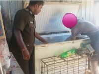 மட்டக்களப்பு-களுவாஞ்சிக்குடியில் கைப்பற்றப்பட்ட நுகர்வுக்கு பொருத்தமற்ற கோழி இறைச்சி!