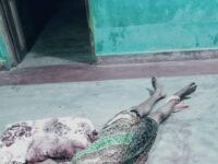 மட்டக்களப்பில் மது அருந்த பணம் தராத காரணத்தினால் தாயை கொன்ற மகன்!