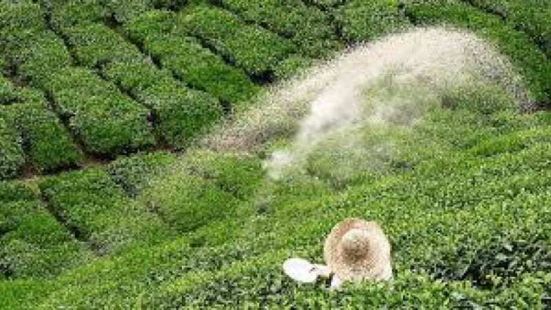 சிறு தேயிலை தோட்ட உரிமையாளர்களுக்கு மேலதிக உர மானியம் – அமைச்சர் சமந்த வித்யாரத்ன