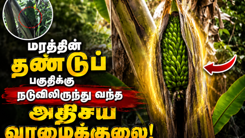 மரத்தின் தண்டுப் பகுதிக்கு நடுவிலிருந்து வந்த அதிசய வாழைக்குலை!