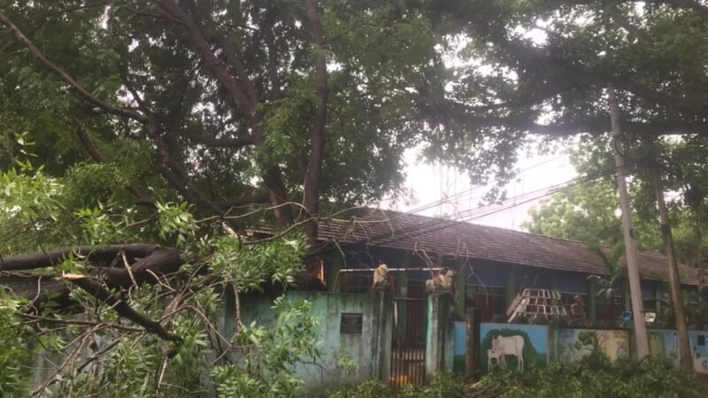 திடீரென முறிந்து விழுந்த பாடசாலை வளாகத்தில் நின்ற வேப்ப மரம்!