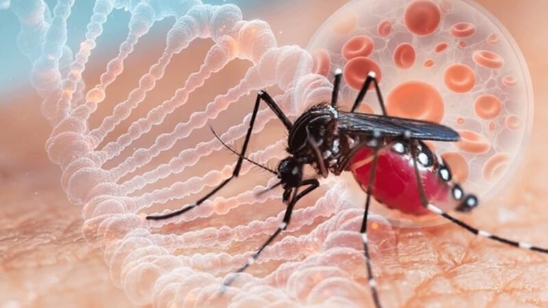 அதிகரிக்கும் டெங்கு நோயாளர்கள் : 15 டெங்கு மரணங்கள் பதிவு!