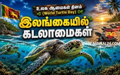 “இலங்கையில் கடலாமைகள்” பற்றி நாம் அறிந்து கொள்ள வேண்டியவை – உலக ஆமைகள் தினம்