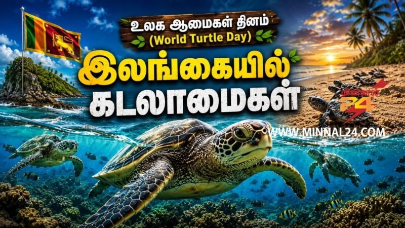 “இலங்கையில் கடலாமைகள்” பற்றி நாம் அறிந்து கொள்ள வேண்டியவை – உலக ஆமைகள் தினம்