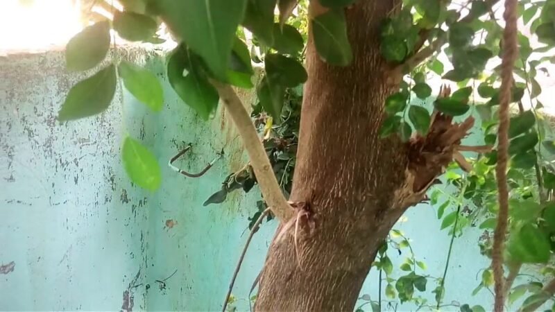 கறிவேப்பிலை பறிப்பதற்காக மரத்தில் ஏறியவர் தவறி விழுந்து உயிரிழப்பு!