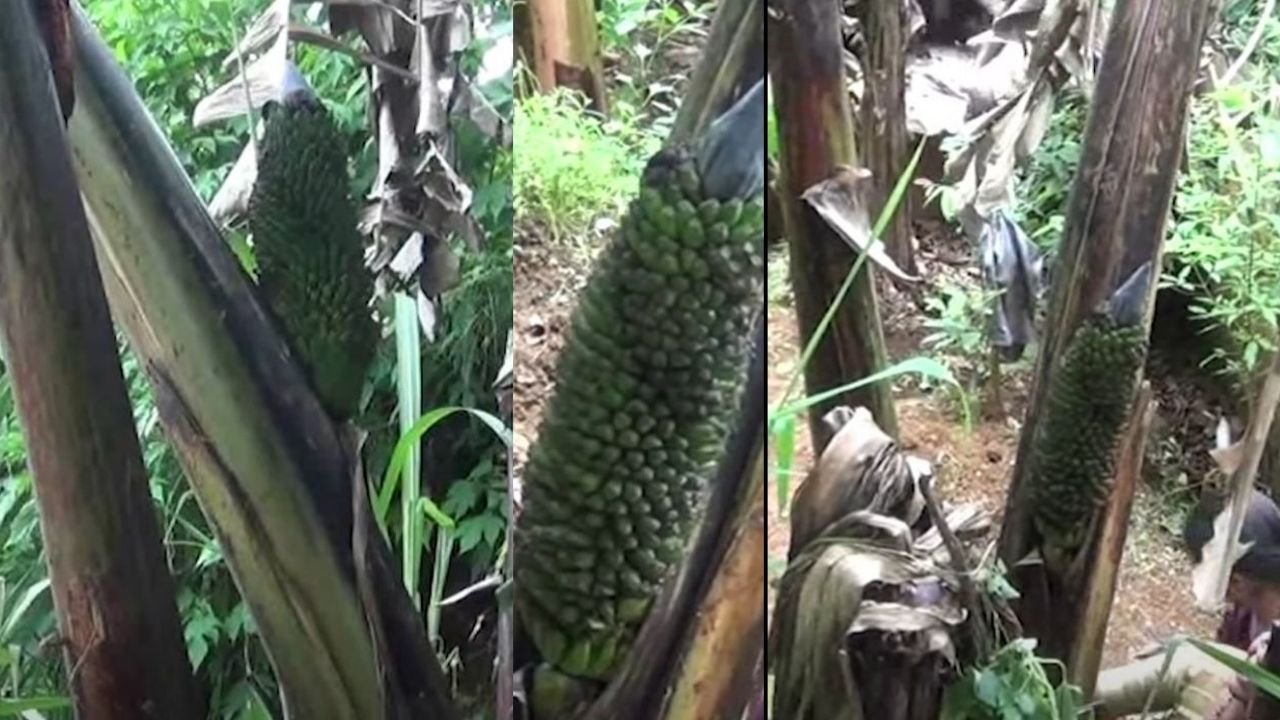 மரத்தின் தண்டுப் பகுதிக்கு நடுவிலிருந்து வந்த அதிசய வாழைக்குலை!