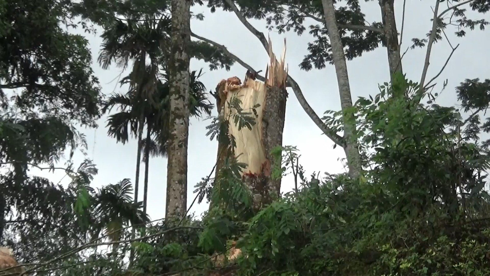 வீட்டின் மீது மரம் முறிந்து விழுந்ததில் நான்கு பேர் காயம்