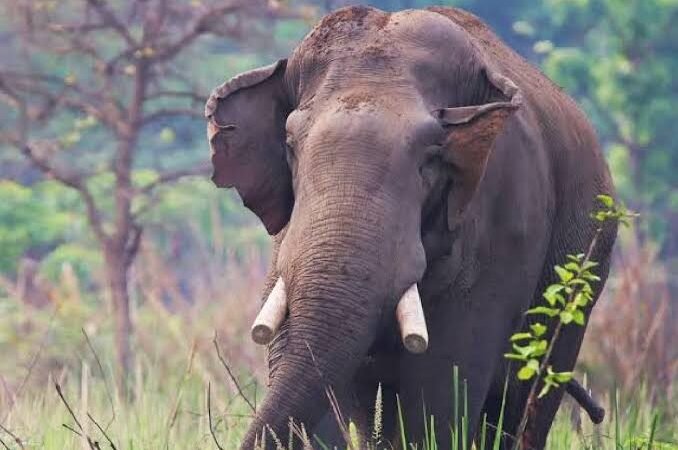14 ஆண்டுகள் கழித்து பழிவாங்கிய யானை