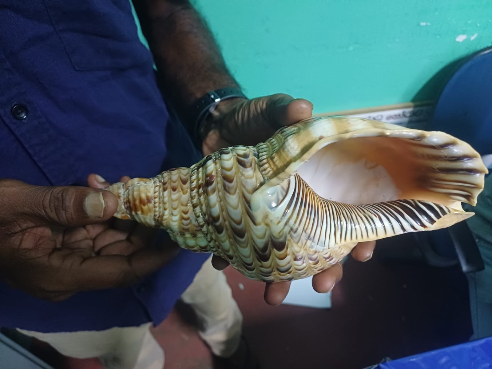 இரண்டு கோடி ரூபாய் பெறுமதியான வலம்புரி சங்குடன் சந்தேகநபர் கைது