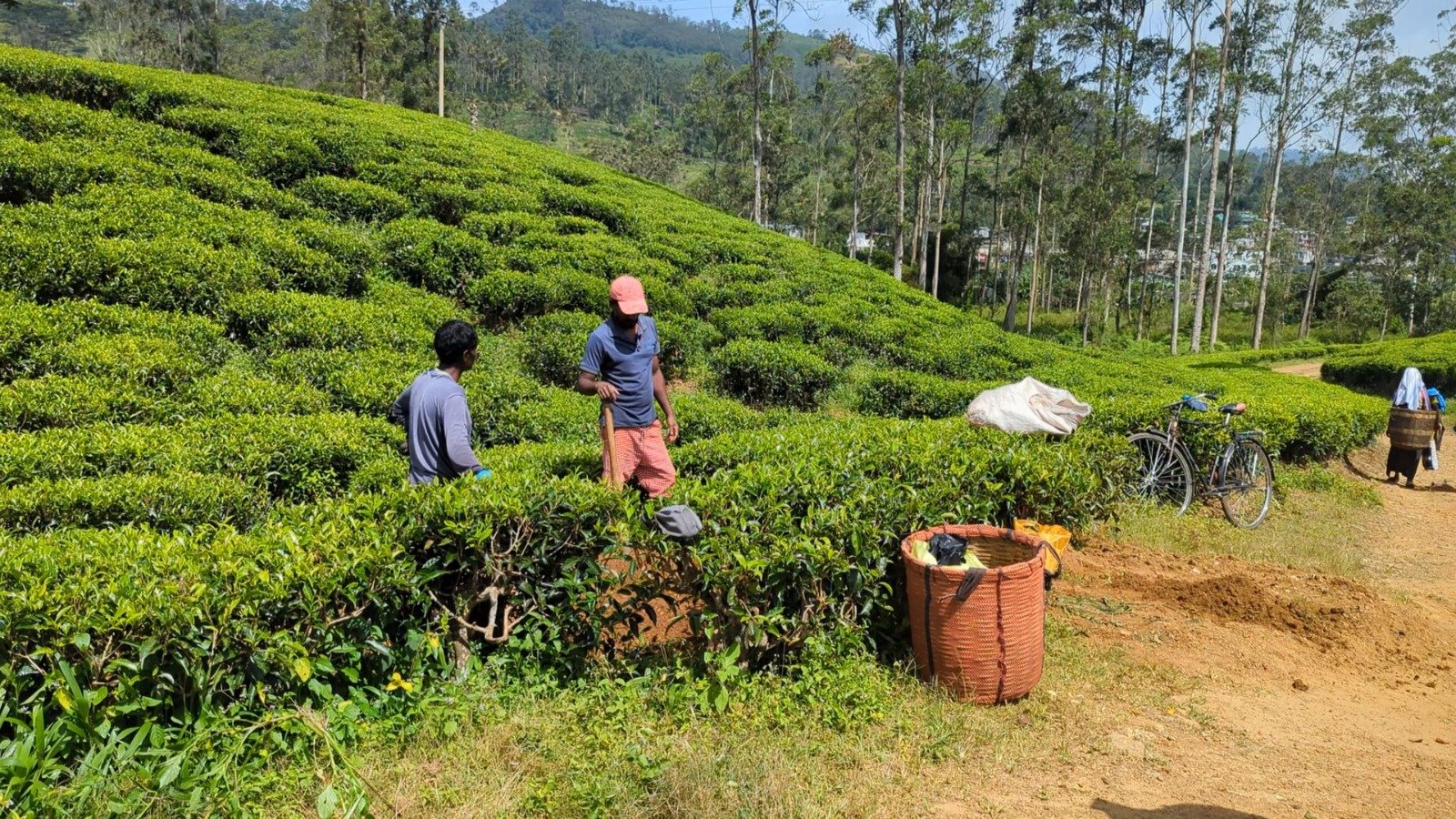 தேயிலை வளத்தை சட்டவிரோத மாணிக்கக்கல் அகழ்வு அழிப்பதாக தொழிலாளர்கள் கவலை!