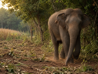 விகாரையில் பெண் யானை தாக்கி சுற்றுலா வழிகாட்டி உயிரிழப்பு : இருவர் கைது
