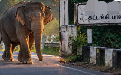 காட்டு யானை தாக்குதலில் பாடசாலை மாணவன் காயம்