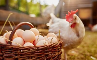 கோழி இறைச்சி மற்றும் முட்டையின் விலை உயரக்கூடும்!