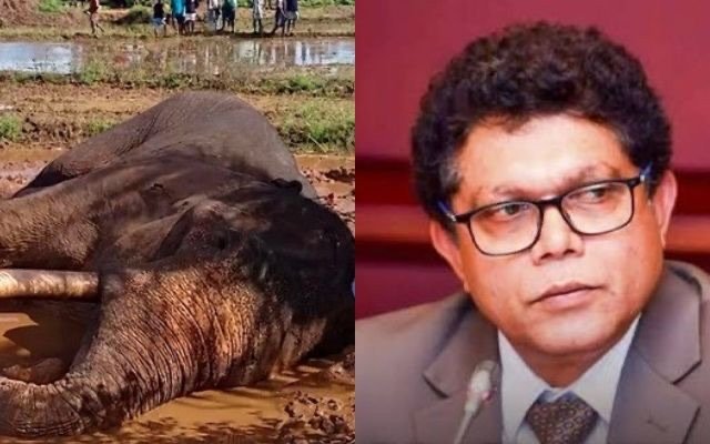 காவன்திஸ்ஸ யானையின் மரணம் தொடர்பில் சுயாதீன விசாரணை நடத்தப்படும் – அமைச்சர் உறுதி