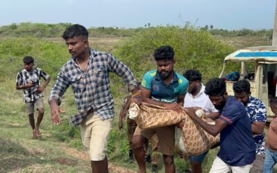 மன்னார்-யாழ்ப்பாணம் பிரதான வீதியில் விபத்து : ஒருவர் உயிரிழப்பு