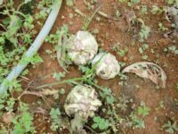 நுவரெலியாவில் தொடர்மழையால் அழுகிப் போகும் மரக்கறிகள் : பெரும் நஷ்டத்தில் விவசாயிகள்