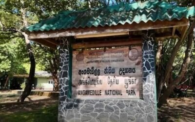 பொலன்னறுவையில் யானைக் குட்டிகளுக்கான புதிய பராமரிப்பு நிலையம்