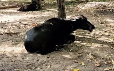 காணாமல் போன 12 எருமை மாடுகளில் 7 மீட்பு : இருவர் கைது