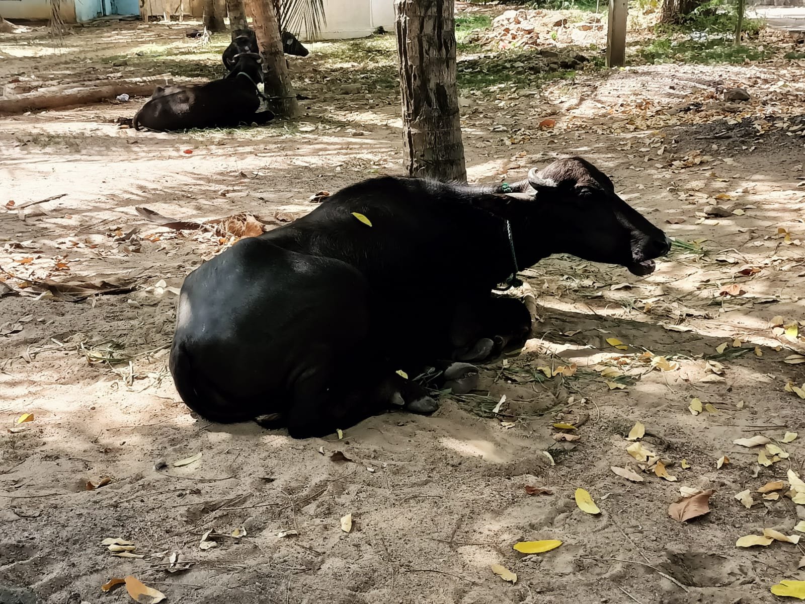 காணாமல் போன 12 எருமை மாடுகளில் 7 மீட்பு : இருவர் கைது