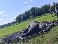 சம்மாந்துறையில் உயிருக்கு ஆபத்தான நிலையில் யானை : உடனடியாக நடவடிக்கை எடுக்குமாறு கோரிக்கை!