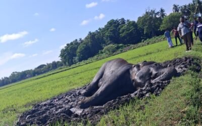 சம்மாந்துறையில் உயிருக்கு ஆபத்தான நிலையில் யானை : உடனடியாக நடவடிக்கை எடுக்குமாறு கோரிக்கை!