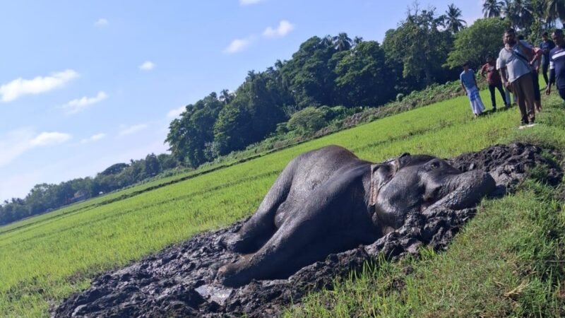 சம்மாந்துறையில் உயிருக்கு ஆபத்தான நிலையில் யானை : உடனடியாக நடவடிக்கை எடுக்குமாறு கோரிக்கை!
