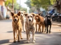 தெரு நாய்கள் உடலில் செலுத்தப்படவுள்ள மைக்ரோசிப்