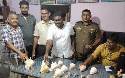 அரிய வகை கடல் சிப்பிகளை விற்பனை செய்ய முயன்றவர் கைது